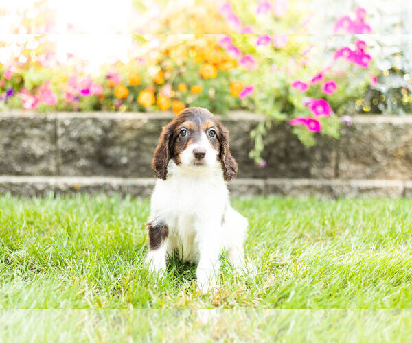 Medium Photo #4 Springerdoodle Puppy For Sale in NAPPANEE, IN, USA