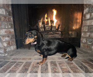 Mother of the Dachshund puppies born on 12/31/2025