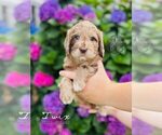 Small Photo #3 Labradoodle Puppy For Sale in ELIZABETH CITY, NC, USA