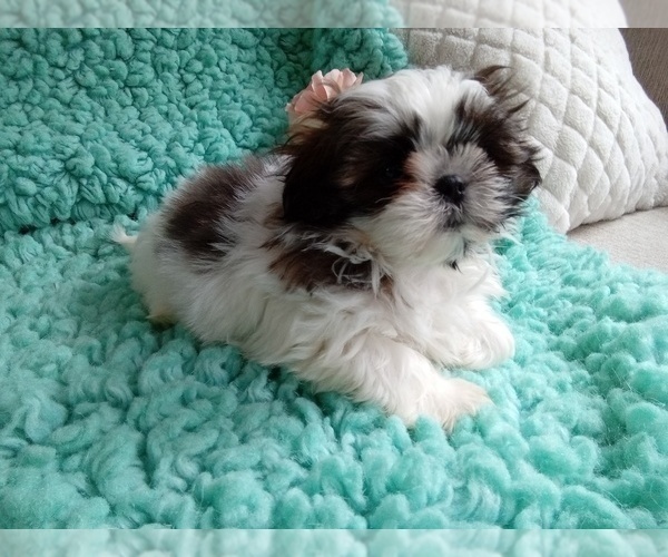 Medium Photo #1 Shih Tzu Puppy For Sale in LAUREL, MS, USA