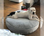 Small #18 American Bulldog Mix