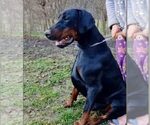 Small Photo #33 Doberman Pinscher Puppy For Sale in FORT LAUDERDALE, FL, USA