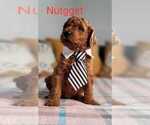 Puppy 3 Goldendoodle