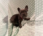 Small Photo #4 French Bulldog Puppy For Sale in HOPKINSVILLE, KY, USA