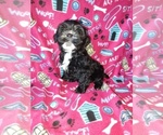 Small #6 Morkie