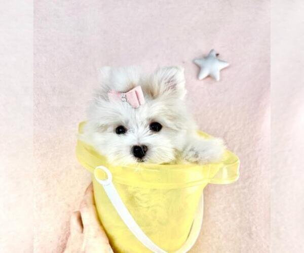 Medium Photo #1 Pomeranian Puppy For Sale in NEW YORK, NY, USA