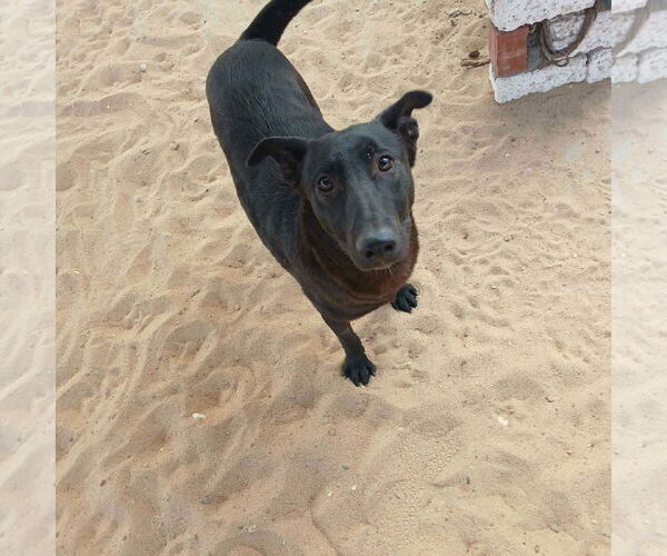 Medium Photo #2 Labrador Retriever-Unknown Mix Puppy For Sale in NYC, NY, USA