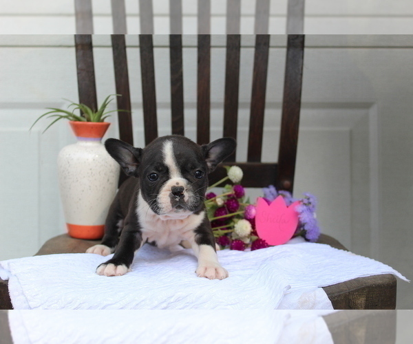 Medium Photo #6 Faux Frenchbo Bulldog Puppy For Sale in SEARS, MI, USA