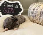 Small Photo #6 Aussiedoodle Puppy For Sale in FRANKLINTON, LA, USA