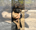 Small #4 German Shepherd Dog