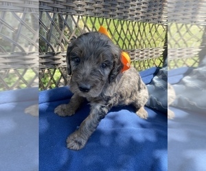 Double Doodle Puppy for sale in FRIENDSWOOD, TX, USA