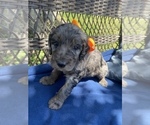 Small Photo #1 Double Doodle Puppy For Sale in FRIENDSWOOD, TX, USA