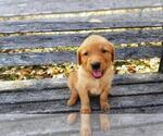 Small Photo #3 Golden Retriever Puppy For Sale in LEON, KS, USA