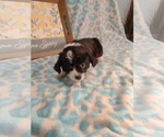 Small Photo #8 Pembroke Welsh Corgi-Poodle (Miniature) Mix Puppy For Sale in LEBANON, MO, USA