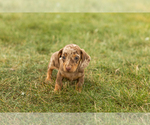 Small #3 Dachshund
