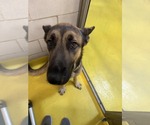 Small #44 German Shepherd Dog