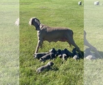 Small Photo #3 Weimaraner Puppy For Sale in LAONA, WI, USA
