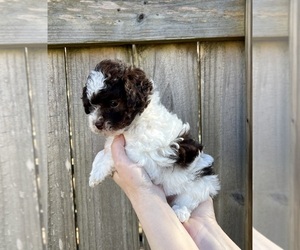 ShihPoo Puppy for sale in CLOVER, SC, USA