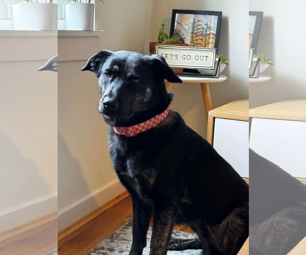 Medium Photo #1 German Shepherd Dog-Unknown Mix Puppy For Sale in Germantown, OH, USA