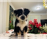 Small Photo #12 Siberian Husky Puppy For Sale in SUGAR LAND, TX, USA