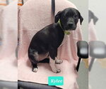 Small Photo #4 Labrador Retriever-Unknown Mix Puppy For Sale in Richmond, IN, USA
