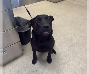 Mutt Dogs for adoption in Riverside, CA, USA