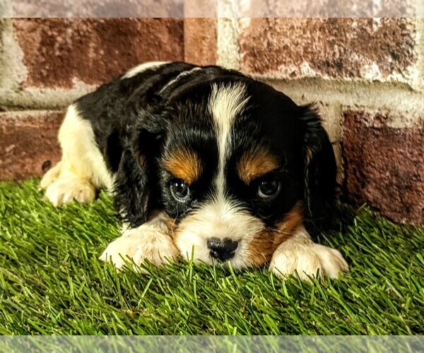 Medium Photo #7 Cavalier King Charles Spaniel Puppy For Sale in MOBERLY, MO, USA