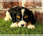 Small #6 Cavalier King Charles Spaniel