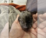 Small #8 Irish Dane