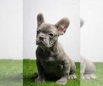 Small Photo #8 French Bulldog Puppy For Sale in DANIA, FL, USA