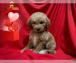 Goldendoodle (Miniature) Puppy for Sale in SAN FRANCISCO, California USA