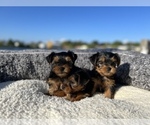 Small Photo #3 Yorkshire Terrier Puppy For Sale in HALLANDALE BEACH, FL, USA