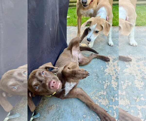 Medium Photo #4 Labrador Retriever-Unknown Mix Puppy For Sale in New London, WI, USA