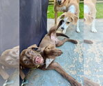 Small #3 Labrador Retriever Mix