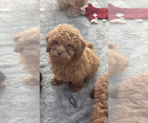 Poodle (Toy) Puppy for sale in TAMPA, FL, USA