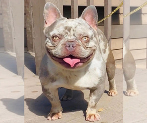 Father of the French Bulldog puppies born on 02/14/2023