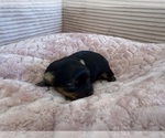 Puppy Ace Yorkipoo