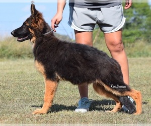 German Shepherd Dog Puppy for sale in MORRILTON, AR, USA
