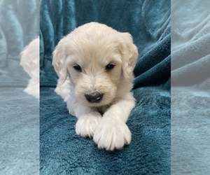 Goldendoodle Puppy for sale in OCONTO, WI, USA