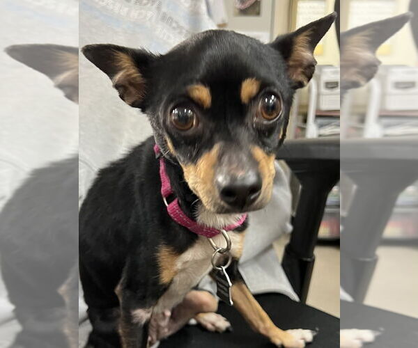 Medium Photo #1 Chipin Puppy For Sale in Mundelein, IL, USA