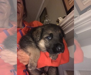 German Shepherd Dog Puppy for sale in S BRUNSWICK, NC, USA