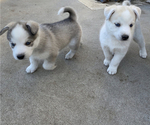 Small Photo #3 Labrador Retriever-Siberian Husky Mix Puppy For Sale in OXNARD, CA, USA