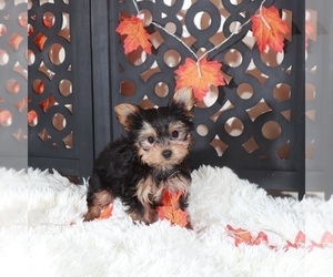Yorkshire Terrier Puppy for Sale in MOUNT VERNON, Ohio USA