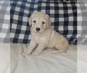 Goldendoodle Puppy for Sale in RUTHERFORDTON, North Carolina USA