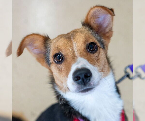 Medium Photo #2 Mutt Puppy For Sale in Mundelein, IL, USA