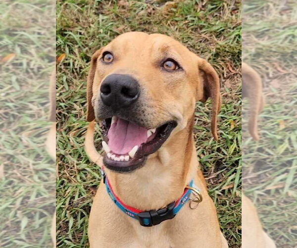 Medium Photo #4 Labrador Retriever-Unknown Mix Puppy For Sale in Columbus, IN, USA