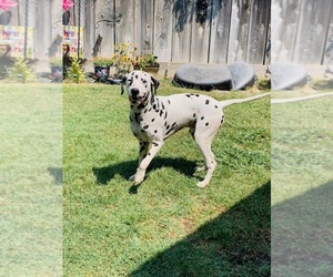 Father of the Dalmatian puppies born on 05/17/2026