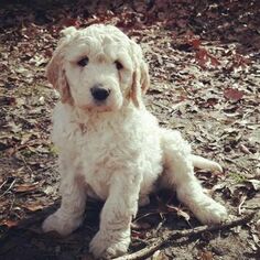 Medium Goldendoodle