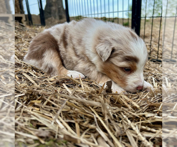 Medium Photo #41 Australian Shepherd Puppy For Sale in SMITHS GROVE, KY, USA