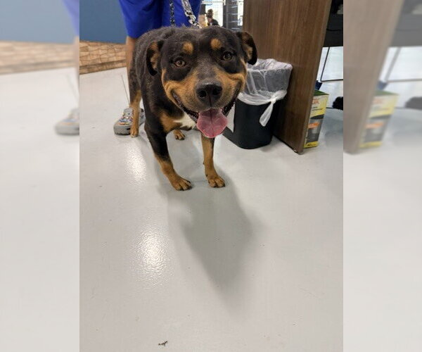 Medium Photo #1 Rottweiler-Unknown Mix Puppy For Sale in Temple, TX, USA